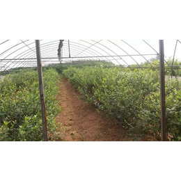 蓝莓基地_贵州蓝莓_百色农业公司(查看)