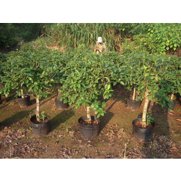 桂花树种植批发、百佳园林绿化(在线咨询)、沙市桂花树种植
