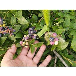 奥尼尔蓝莓苗价格,奥尼尔蓝莓苗,亿通园艺