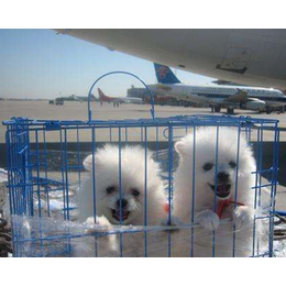宠物托运公司、天地通航空、晋城宠物托运