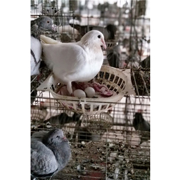 肉鸽养殖-山东中鹏农牧-吉林肉鸽