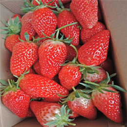 建德草莓苗(多图)、草莓苗价格、宁波草莓苗