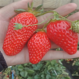 淮安草莓苗|双湖园艺|草莓苗在哪买