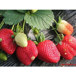 宜春草莓苗,双湖园艺,哪里卖草莓苗
