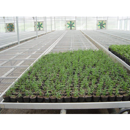河北华耀温室种植移动苗床的作用