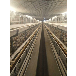 清粪带肉鸡笼|运盈机械鸡笼生产厂家|肉鸡笼