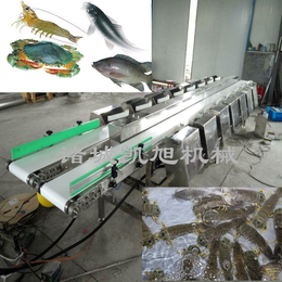 凯旭供应自动黄花鱼分六级七级设备 鲫鱼分拣分选机
