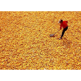 收购玉米价格-合肥求购玉米-汉光现代农业有限公司