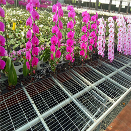 扬州诚信出售花卉种植苗床 养花网全国地区可以配送