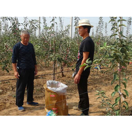 康霖苹果礼盒(图)|员工过节福利礼盒定制团购|陕西礼盒定制