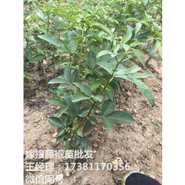 花椒苗批发 青花椒苗价格 垫江藤椒苗基地