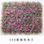 广州植物绿化彩色米兰假草户外景观塑料花彩色假草坪缩略图4