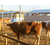富贵肉牛养殖(图)|400斤西门塔尔牛多少钱|河北西门塔尔牛缩略图1
