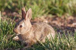 纯种野兔种兔-德阳野兔-锦腾养殖场