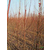 小苗美国红枫,美国红枫价格,菏泽美国红枫缩略图1
