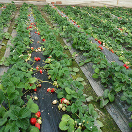 台州草莓苗|  柏源农业科技公司|草莓苗供货商