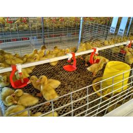 六安养殖鸡笼,方圆养殖设备,蛋鸡笼智能养殖