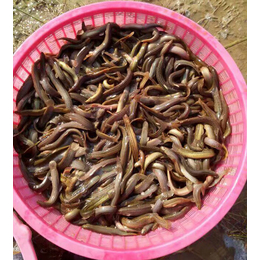 台湾泥鳅苗哪里有卖|泥鳅苗|有良水产养殖厂(查看)