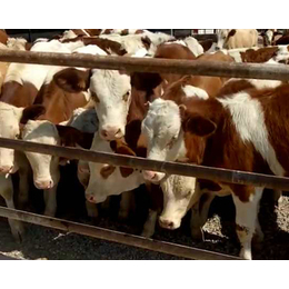 哪里出售西门塔尔肉牛,富贵肉牛养殖,忻州西门塔尔肉牛