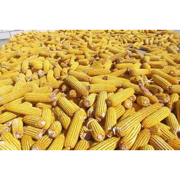 玉米收购,香港玉米,汈汊湖四叉水产合作社