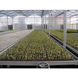 *盟温室苗床|豪日丝网|温室苗床生产