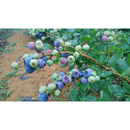 绿宝石蓝莓苗多少钱-连云港绿宝石蓝莓苗-泰安柏源农业科技