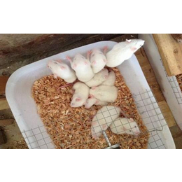 实验小白鼠养殖-武汉农科大-常州小白鼠养殖