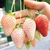 红颜草莓苗,双湖园艺(在线咨询),南昌草莓苗缩略图1