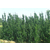 黄杨树图片|昌邑黄杨树|瑞天园林(查看)缩略图1