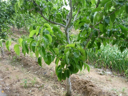 1公分梨树苗种植技术-揭阳1公分梨树苗-润丰苗木