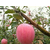 陕西洛川苹果|陕西洛川苹果价格|景盛果业(推荐商家)缩略图1
