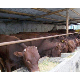 忻州肉牛养殖基地,忻州肉牛,富贵肉牛养殖(查看)