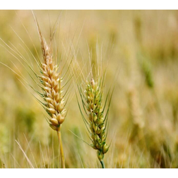 平凉收购小麦、汉光现代农业有限公司、个人收购小麦