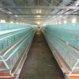 供应江苏鸡笼厂全自动蛋鸡笼鸡用清粪机喂料机子