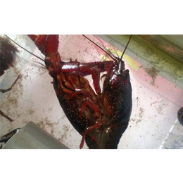 龙虾养殖培训-武汉农科大-龙虾养殖