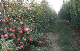 3公分苹果苗种植技术-泰安市润丰苗木-石嘴山市3公分苹果苗