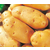 马铃薯种子报价_沁阳马铃薯种子_雪原农业科技马铃薯种子缩略图1