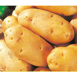 马铃薯种子报价_沁阳马铃薯种子_雪原农业科技马铃薯种子