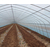 河南温室种菜大棚-安阳腾达农业技术推广-温室种菜大棚价格缩略图1