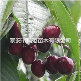 黑珍珠樱桃苗 黑珍珠樱桃苗价格 基地种植品种介绍