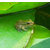 青蛙养殖加盟、非凡青蛙养殖、偃师青蛙养殖缩略图1