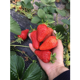 海之情农业(图)_大地草莓苗多少钱_贵州大地草莓苗