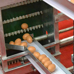 荥阳宏伟捡蛋机 收蛋机 自动拣蛋机养鸡设备 升降式收蛋机