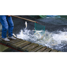 清水鱼养殖场|水中龙开化清水鱼(在线咨询)|清水鱼