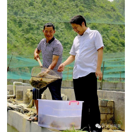 泥鳅养殖,鑫渔圣生态(图),泥鳅养殖稻田养殖技术