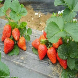 奶油草莓苗、牡丹江草莓苗、双湖园艺