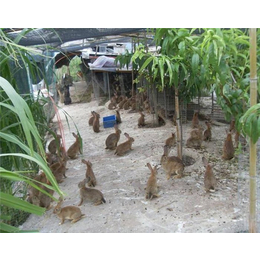 贵港兔子、锦腾养殖场野兔养殖技术培训、养殖兔子