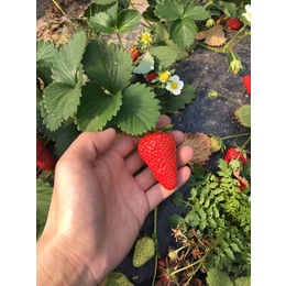 乾纳瑞,甜宝草莓苗基地,阿克苏地区甜宝草莓苗