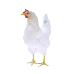 罗曼粉鸡苗生产厂家|华帅青年鸡(在线咨询)|许昌罗曼粉鸡苗