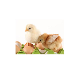 高产绿壳蛋鸡苗,兴建昆鲜鸡店,绿壳蛋鸡苗